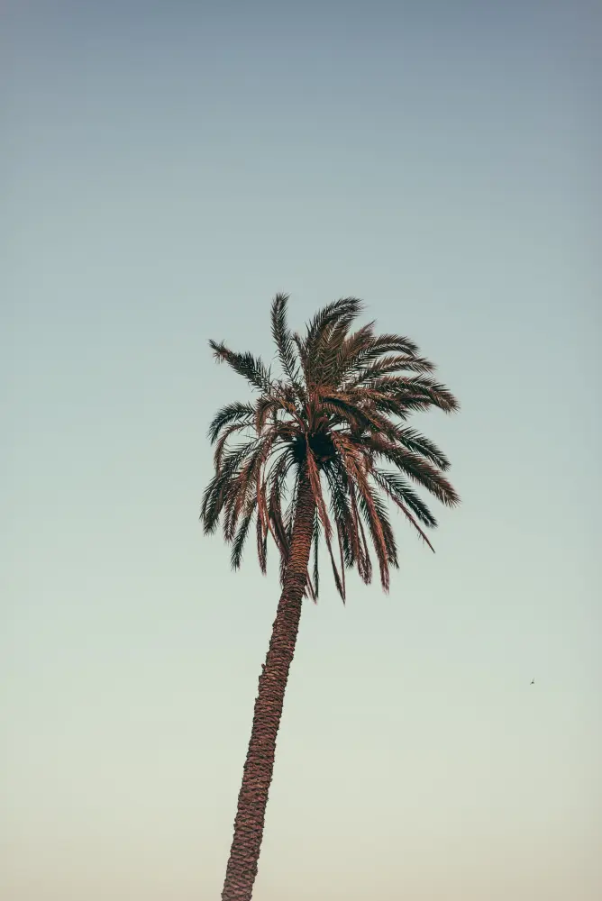 Marrakech — photograph by Nico Vero
