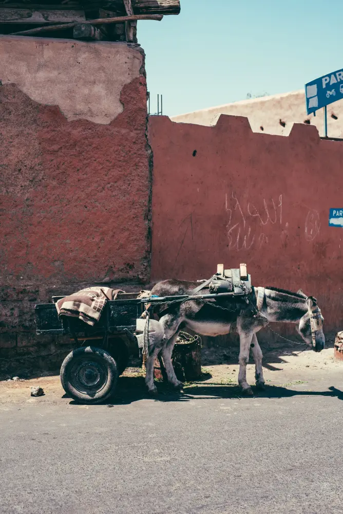 Marrakech — photograph by Nico Vero