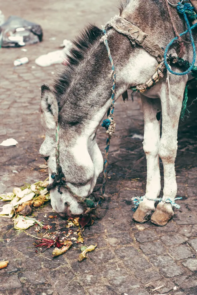 Marrakech — photograph by Nico Vero